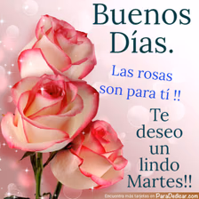 Tarjeta para dedicar: Buenos Días. Las rosas son para ti!! Te deseo un lindo Martes!!